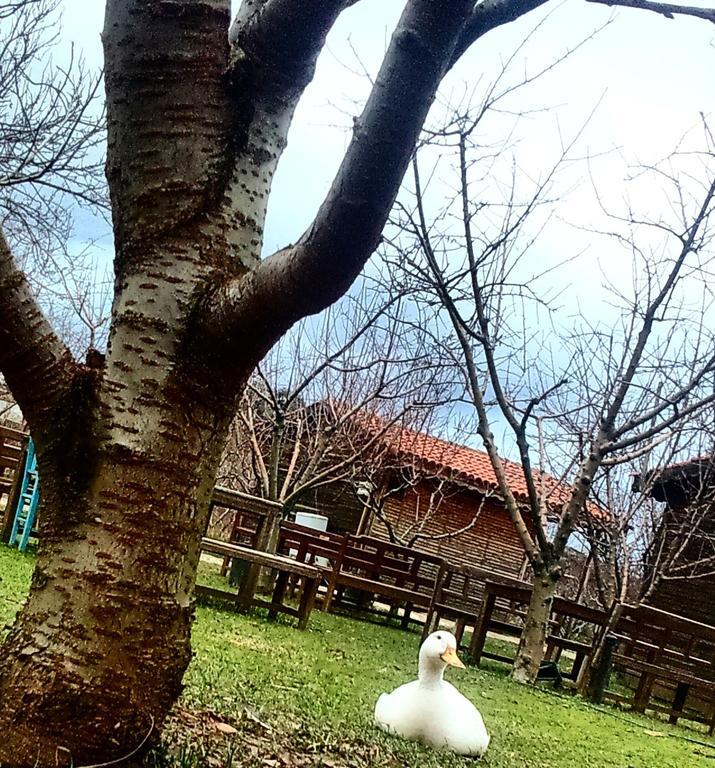 Salkim Konak Ve Agac Evler Pensjonat Selçuk Zewnętrze zdjęcie